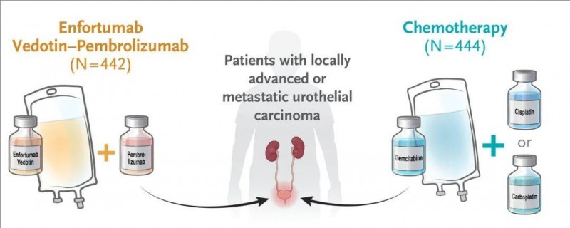 帕博利珠单抗联合维恩妥尤单抗治疗尿路上皮癌