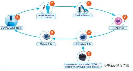 DC疫苗治疗流程