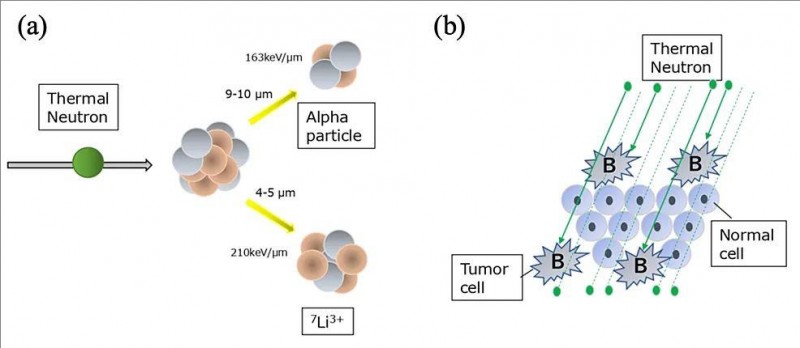 BNCT的反应机制