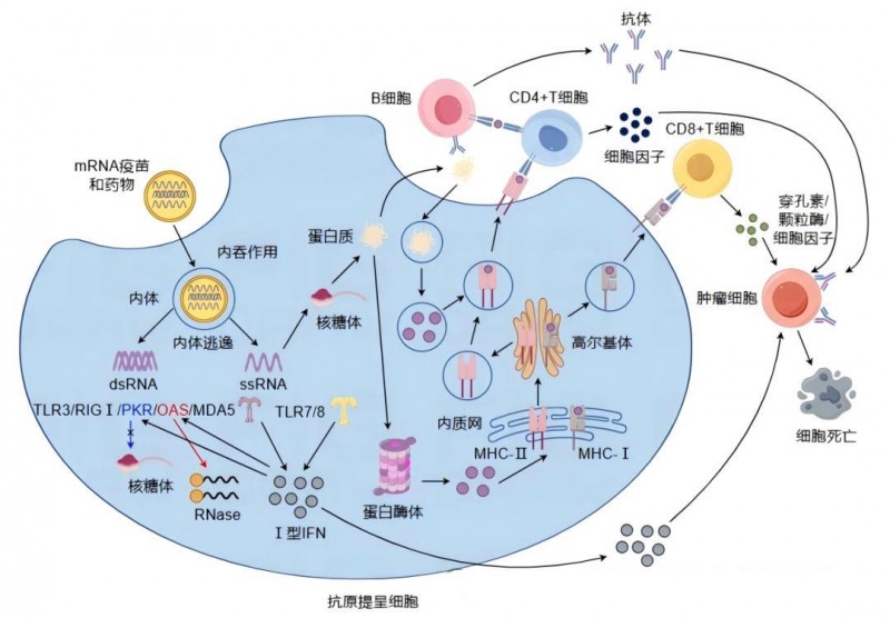 癌症术后怕复发?mRNA疫苗有望构建&q