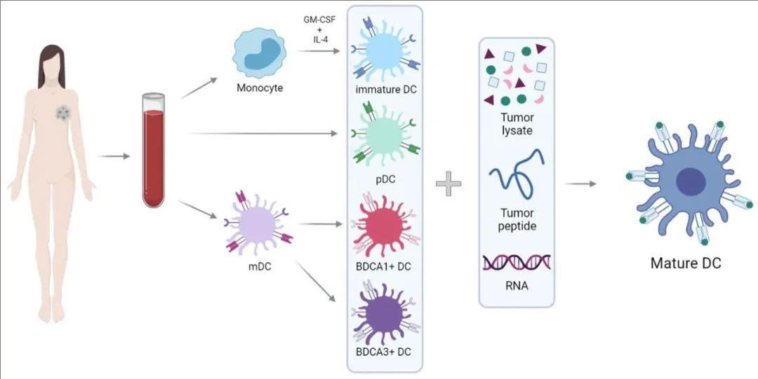 DC疫苗生成示意图