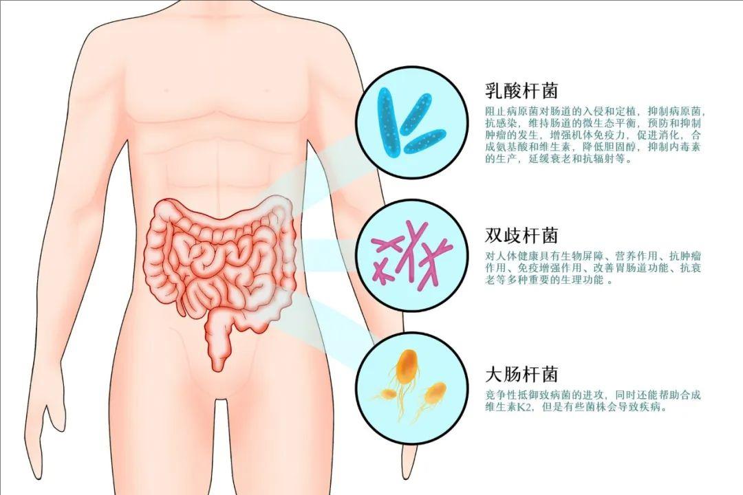 肠道菌群